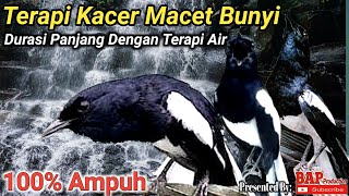 TERAPI BURUNG KACER STRES DAN MACET BUNYI [upl. by Imaj336]