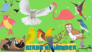 Types of Birds for kids  Exotic feathers  With pictures [upl. by Selrahcnhoj]