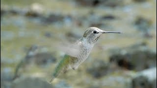 Hummingbirds Of Stevens Creek [upl. by Anihsit37]