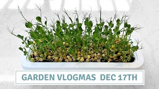 Growing Pea Shoots  Vlogmas 2023 Cottoverdi [upl. by Grosmark]