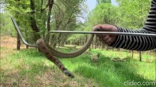 Rhabdophis lateralis Tiger Keelback Labagoumen Primeval Forest 2019 [upl. by Krefetz]