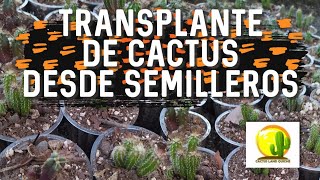 Trasplante de CACTUS desde semilleros  CACTUS LAND QUICHÉ cactus plantas semillas cultivo [upl. by Retha161]