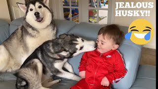 Puppy Steals Kisses From Jealous Husky With My Baby TRY NOT TO SMILE [upl. by Daggett595]