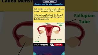 What is Ovulation and Menstruation shorts [upl. by Mientao]