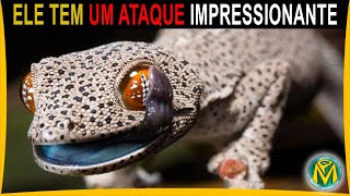 Veja É Impressionante o que esse LAGARTO Faz  Lagartixa de Cauda Dourada [upl. by Herman]