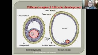 Oogenesis Ovulation and Reproductive Cycles [upl. by Gnuhp]