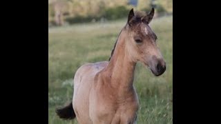 Cutting horse linebred on Little Lido [upl. by Delainey201]