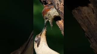 Green Woodpecker Nesting [upl. by Allie294]