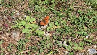 エウプロシュネーカラフトヒョウモンBoloria euphrosyne Pearlbordered Fritillary 20240630 Ceillac France [upl. by Munson556]