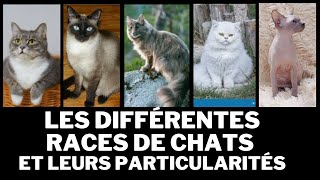 Les 10 races de chats les plus populaires et leurs particularités [upl. by Alyssa528]