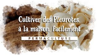 Comment cultiver des Pleurotes à la maison facilement 🍄 [upl. by Prosper]