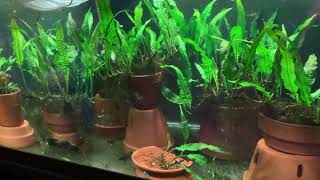 Java Fern Care part 2 [upl. by Esirehs]