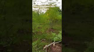 PKM 2 MORINGA CULTIVATION MragriculristPKM2முருங்கை வெட்டுதல் [upl. by Kotto]