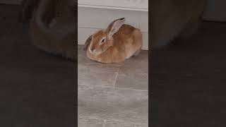 Fluffy Loaf One Ear Up bunny freeroamrabbit rabbit shorts shortsvideo shortsfeed [upl. by Belvia696]