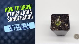 How to Grow and Propagate Utricularia Sandersonii Carnivorous Plant Grow Guide [upl. by Philender]