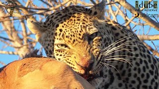 Male Leopard Has An Impala For Breakfast As Hyenas Wait Below [upl. by Savvas]