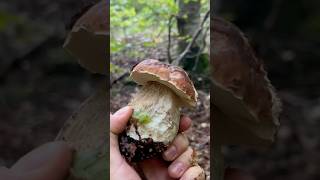 PORCINI SETTEMBRINI 😍porcini boletus funghi funghiporcini boletusedulis fungo porcino [upl. by Eidnil]