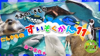 水族館へ行こう！11【子供向け 海のいきものアニメ】ジンベエザメ マンタ ペンギン など20種類の人気の海の生き物やお魚さんたちが大集合！子供が喜ぶ動く海の生き物図鑑★【海の生き物の知育動画】 [upl. by Amorita460]