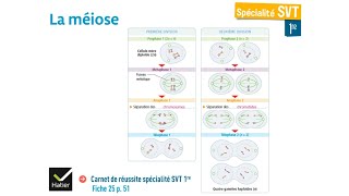 eSVT La méiose et la production de gamètes [upl. by Attennhoj]