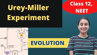 Millers Experiment  Class 12  Evolution [upl. by Matheny]