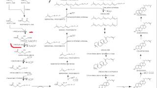 sintesis colesterol [upl. by Ecitnirp501]