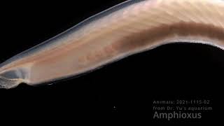 Amphioxus animal2021111502 [upl. by Schilling]