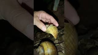 The Snail Care Guide Everything You Need To Know [upl. by Ignatzia]