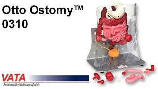 0310  Otto Ostomy™ Model Advanced [upl. by Anialam]