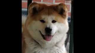 Akitas are the remains of an extinct species of wolf known as quotcanis dirusquot [upl. by Ahsets]