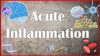 Acute Inflammation  Definition Pathogenesis Causes Mediators Morphology Exudate and Transudate [upl. by Whitcomb]