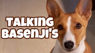 Talking Basenjis [upl. by Trudi]