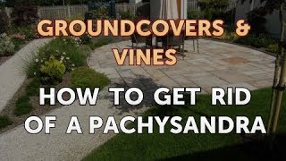 How to Get Rid of a Pachysandra [upl. by Zolly]