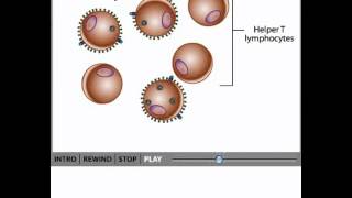 HIV life cycle animation  Life cycle of HIV steps [upl. by Dich]