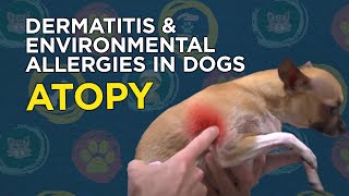 Learn about Dermatitis amp Environmental Allergies in Dogs Atopy [upl. by Odnalro]