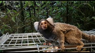 Smallest monkey Marmoset Callithrix 🐒 [upl. by Namie]