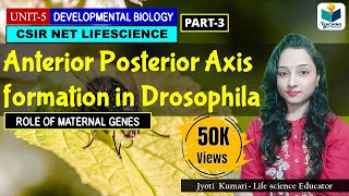 ANTERIORPOSTERIOR AXIS FORMATION IN DROSOPHILA PART3  CSIR NET DEVELOPMENTAL BIOLOGY [upl. by Hayilaa]