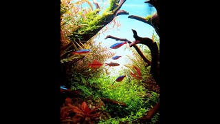 Cardinal Tetra Rasbora Galaxy amp Cherry Barb Fish in Nature Aquascape [upl. by Aldo]