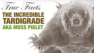 True Facts The Incredible Tardigrade [upl. by Acinomal]