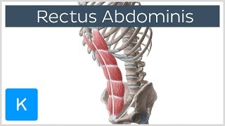 Rectus Abdominis Muscle Overview  Anatomy  Kenhub [upl. by Ylloh]