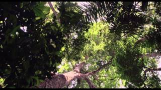 AMAZONIA  Thierry Ragobert  Officiële Nederlandse trailer  2013 [upl. by Alat]