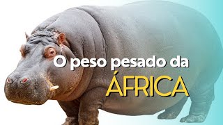 O pesadão africano [upl. by Ramoh]