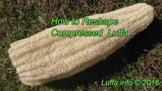 Reshaping Compressed Loofah Sponge [upl. by Atteselrahc]