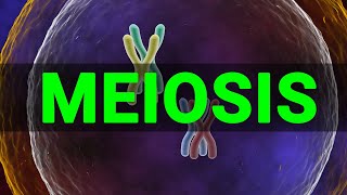 Meiosis 3D  Meiosis cell division I Meiosis and Mitosis Prophase Anaphase I Meataphse  Telophase [upl. by Edelsten]