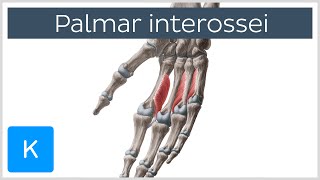 Palmar Interossei Muscles  Origins amp Function  Human Anatomy  Kenhub [upl. by Sissy]