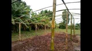 Estufa construida com Bambu Greenhouse built with Bamboo Bottle Irrigated with Pete Good garden [upl. by Daigle87]