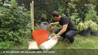 Jardinage 3  Je fais pousser des pleurotes dans mon jardin [upl. by Avis]