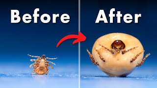 Ticks Become 100x Their Original Size [upl. by Perot]