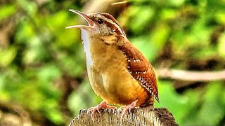 Carolina Wren Song [upl. by Asenaj]