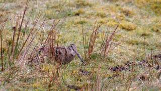 Woodcock on the Moor 4k with sound [upl. by Lika]