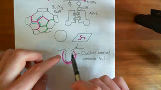 Clathrin Mediated Endocytosis and The Endocytic Pathway Part 4 [upl. by Natasha225]